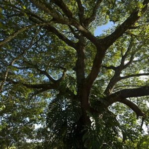 古巴香脂精油 Copaiba：圖片 2