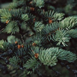 松脂精油 Pine Resinoid：圖片 2