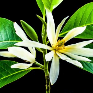 白玉蘭葉精油 White Champak Leaf：圖片 2