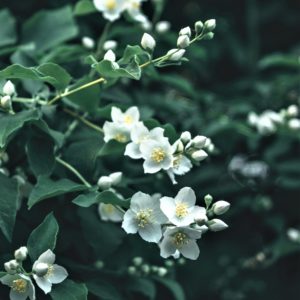 小花茉莉精油 Jasmine：圖片 2